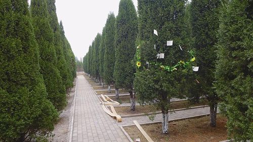 树葬.jpg